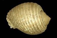 藏品(褐鶉螺)的圖片